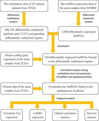 Genome-Wide Identification and Analysis of the Methylation of lncRNAs and Prognostic Implications in the Glioma